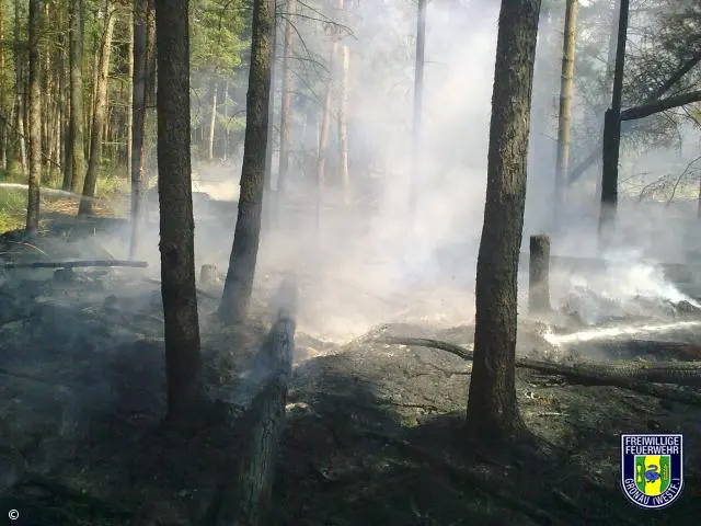 Feuer-Wald
