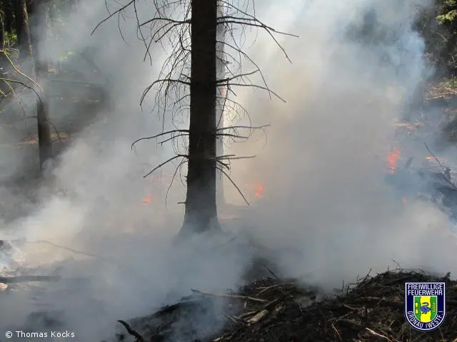 Feuer-Wald brennt Unterholz