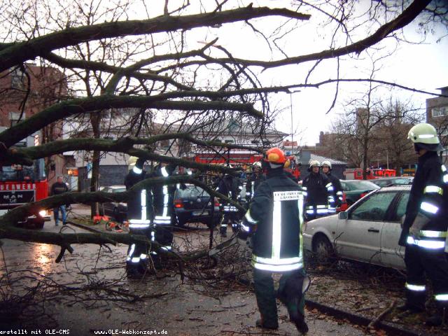Kastanienbaum stürzt auf PKW