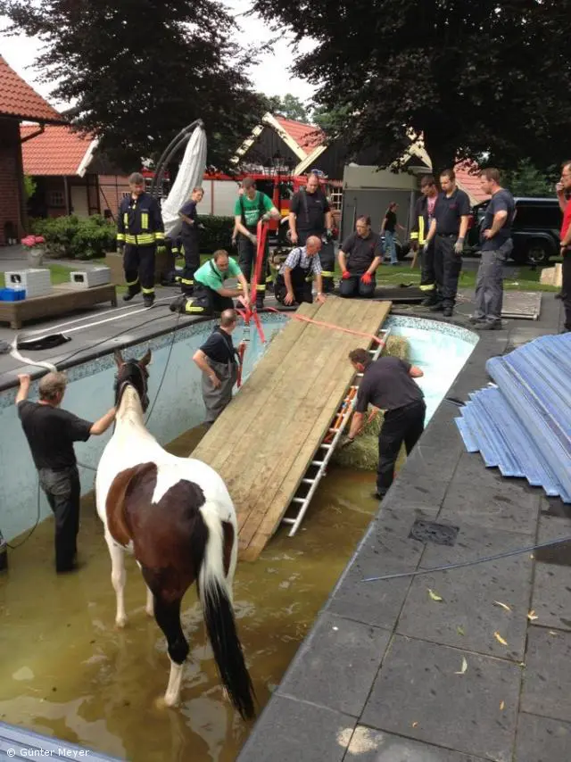 Feuerwehr rettete Pferd aus Swimmingpool