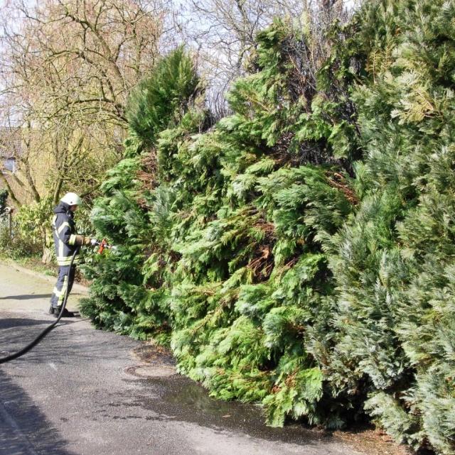 Hecke brannte am Harmskamp brannte nach Abflämmen von Unkraut