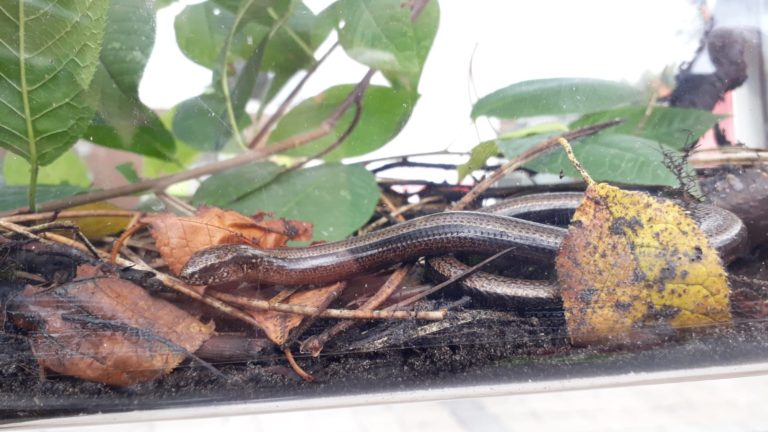 Feuerwehr Gronau rückte zum Reptilieneinsatz aus
