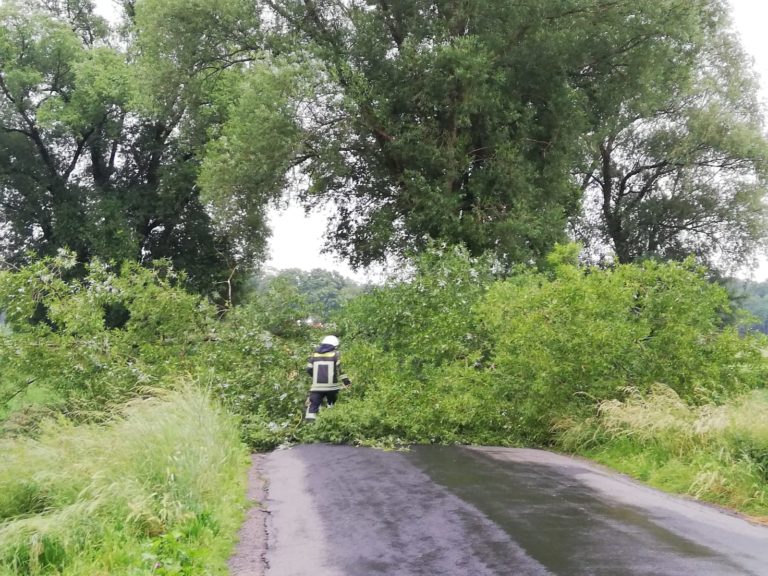 Baum stürzte auf Fahrbahn