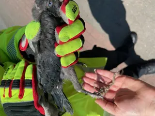 Feuerwehr rettete Vogel aus misslicher Lage