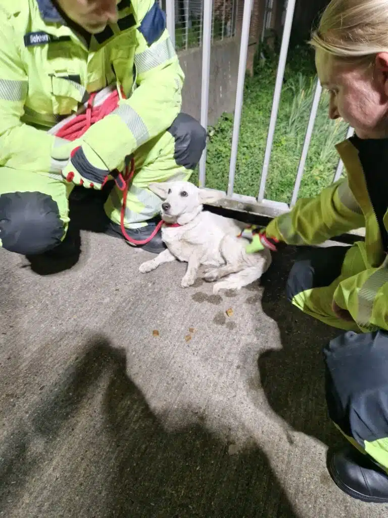 Hund wurde aus Dinkel gerettet